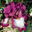 Iris germanica Footloose